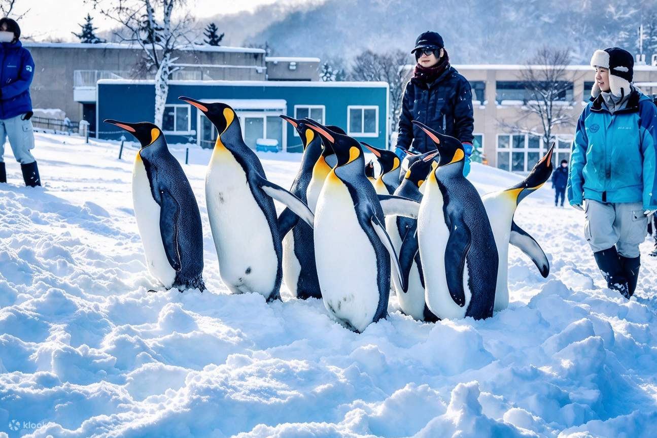 Hokkaido Asahiyama Zoo Day Trip | Penguin Walk・Biei Blue Pond